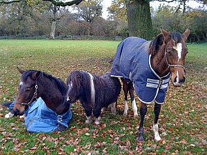 Other ponies at Balleroy Stud