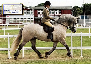 Ricky - 2nd HOYS Qualifier - Festival of the Horse