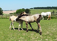 Highland Pony foals Dessie & Ilona