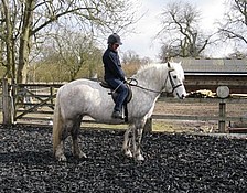 Rosie now a ridden pony