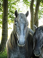 Balleroy Rajah - Highland Pony