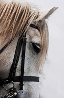 Balleroy Dlilah - Highland Pony Stud
