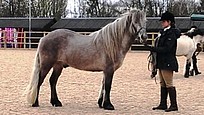 Balleroy Magnum highland pony