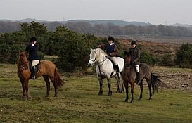 Delilah out with New Forest Hunt
