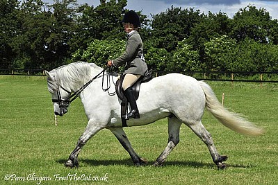 Highland Pony, Balleroy Rupert at Berkshire College