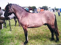 Highland Pony - Nashend Lord Spey
