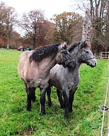 Dessie & Lanark from the Balleroy Highland Pony Stud