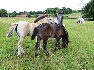 Highland pony foals