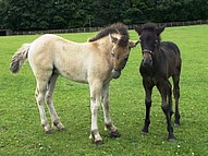 Highland Pony foals Ilona & Lanark