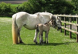 Balleroy Roscoe - first foal of 2011