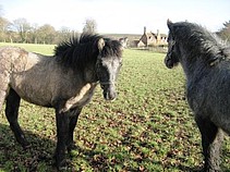 Dessie & Lanark - Balleroy Foals 2014