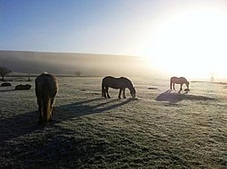 Ponies by the Roadside
