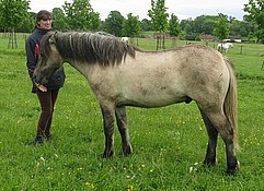 Balleroy Roscoe - Highland Pony