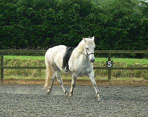 Balleroy Rumpus highland pony in Scotland
