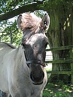 Balleroy Indiana - Highland Pony