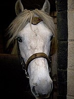 Balleroy Robbie - Highland Pony
