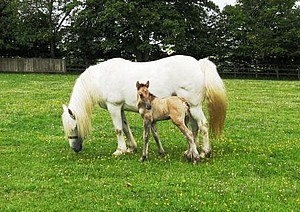 Highland Foal - Balleroy Larry, born June 2011