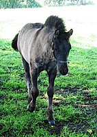 Balleroy Reggie - Highland Pony