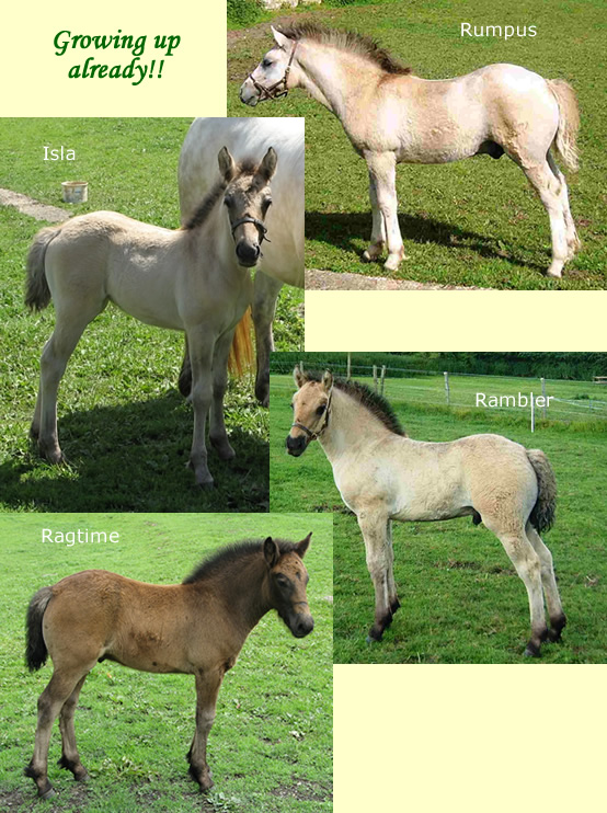 Balleroy Foals