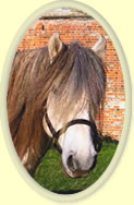 Lyncrest's Rhodri (Dougie) - Highland Pony Stallion